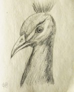peacock sketch