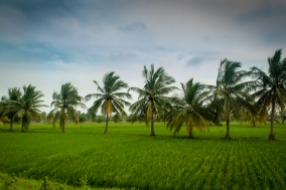 Paddy Fields and Palm Trees